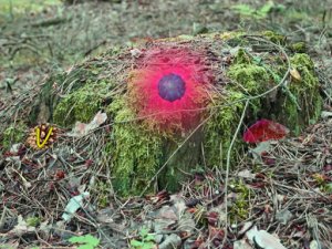 Autumn Forest Puzzle Adventure
